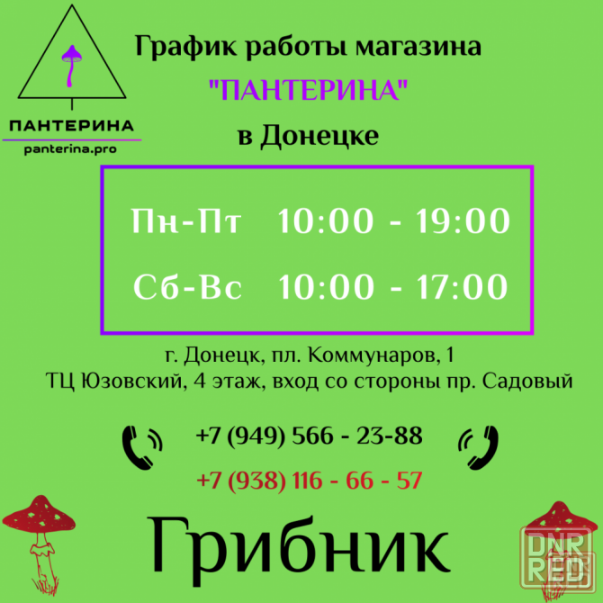 Мухомор пантерный ( Amanita pantherina) Донецк - изображение 5