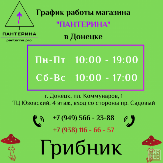 Мухомор красный ( amanita muscaria ) Донецк