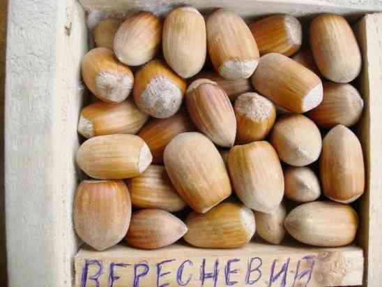 Малина, фундук, орех грецкий, вишня, яблоня Донецк