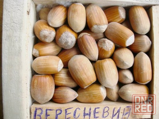 Малина, фундук, орех грецкий, вишня, яблоня Донецк - изображение 3