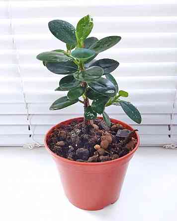 Фикус Ficus microcarpa cv. Green Island Макеевка