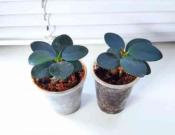 Фикус Ficus microcarpa cv. Green Island Макеевка