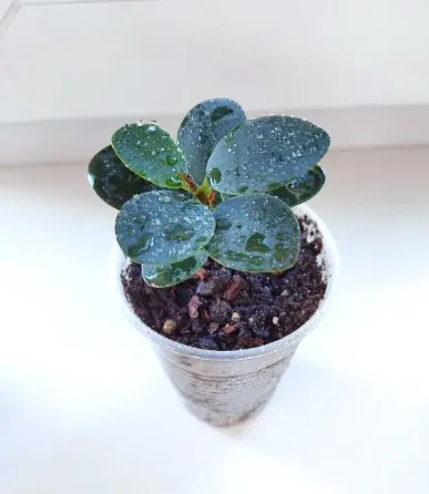 Фикус Ficus microcarpa cv. Green Island Макеевка