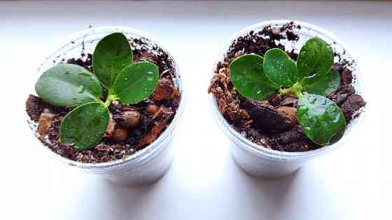 Фикус Ficus microcarpa cv. Green Island Макеевка