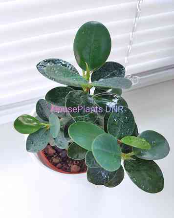 Фикус Ficus microcarpa cv. Green Island Макеевка