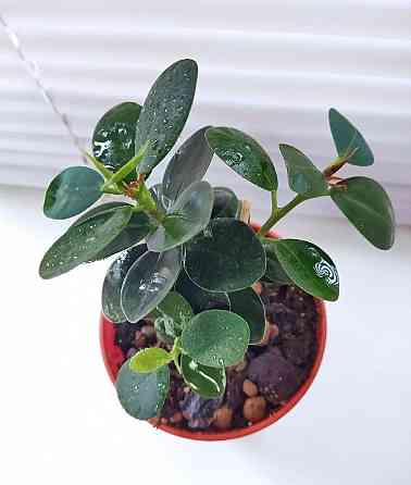 Фикус Ficus microcarpa cv. Green Island Макеевка