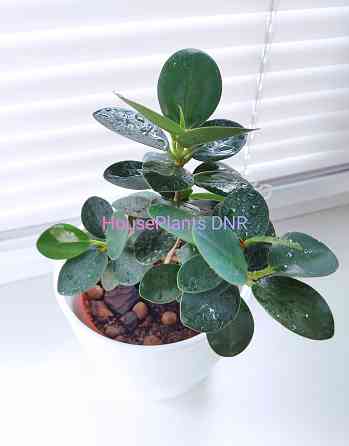 Фикус Ficus microcarpa cv. Green Island Макеевка