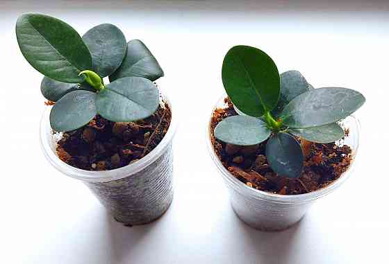 Фикус Ficus microcarpa cv. Green Island Макеевка