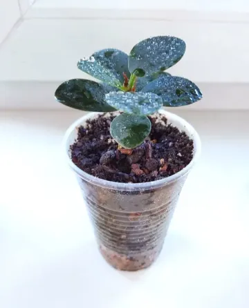 Фикус Ficus microcarpa cv. Green Island Макеевка