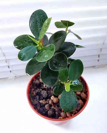 Фикус Ficus microcarpa cv. Green Island Макеевка