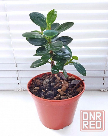Фикус Ficus microcarpa cv. Green Island Макеевка - изображение 5