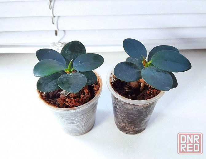 Фикус Ficus microcarpa cv. Green Island Макеевка - изображение 3