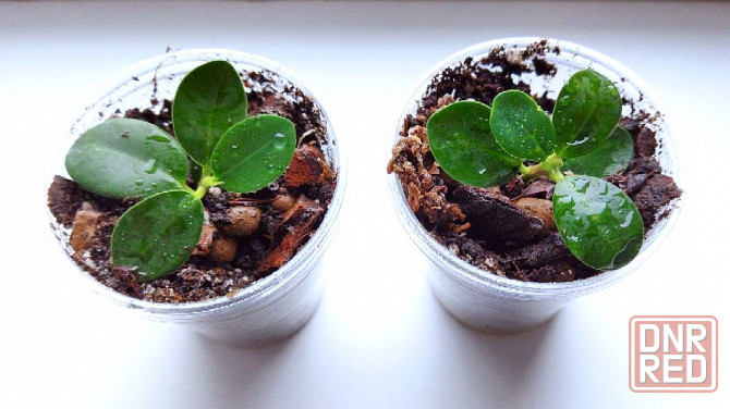 Фикус Ficus microcarpa cv. Green Island Макеевка - изображение 2
