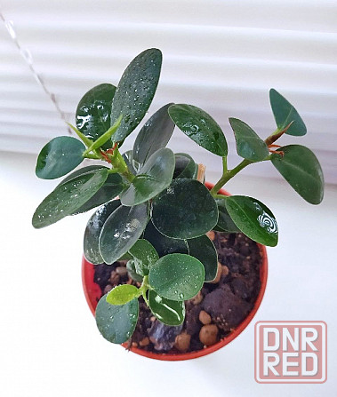 Фикус Ficus microcarpa cv. Green Island Макеевка - изображение 4