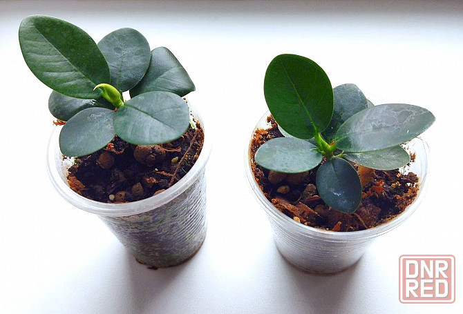 Фикус Ficus microcarpa cv. Green Island Макеевка - изображение 2