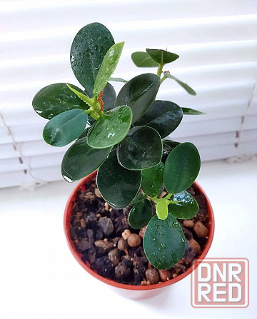 Фикус Ficus microcarpa cv. Green Island Макеевка - изображение 3