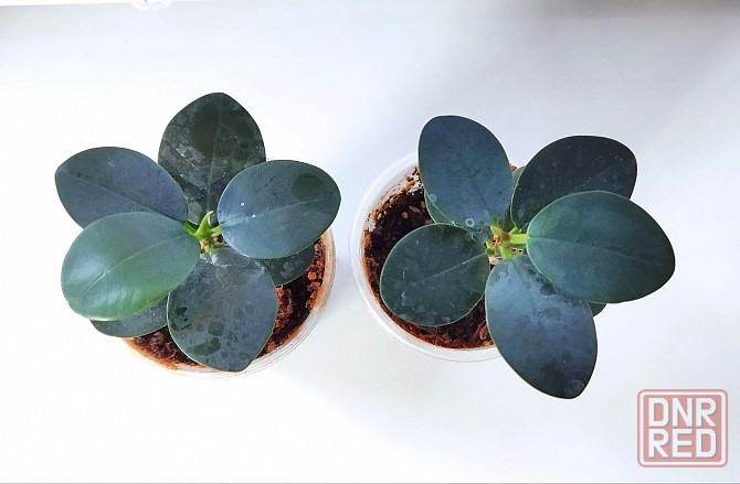 Фикус Ficus microcarpa cv. Green Island Макеевка - изображение 2