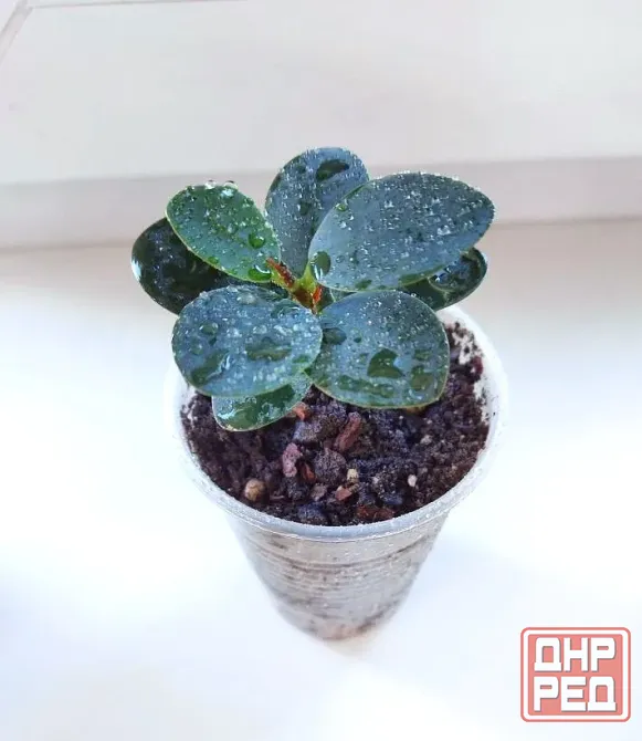 Фикус Ficus microcarpa cv. Green Island Макеевка - изображение 4