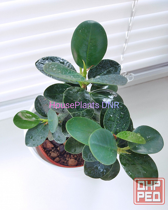 Фикус Ficus microcarpa cv. Green Island Макеевка - изображение 2