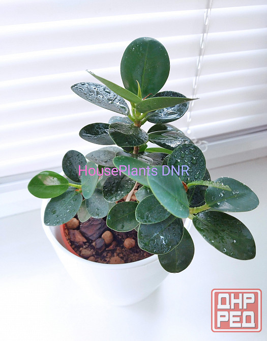 Фикус Ficus microcarpa cv. Green Island Макеевка - изображение 1