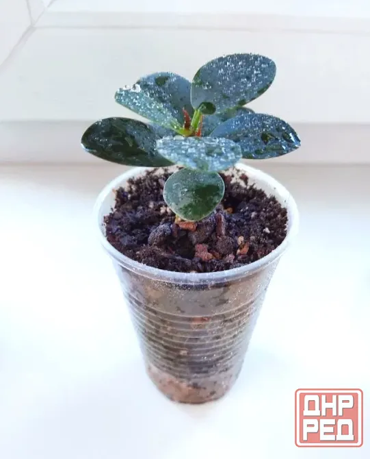 Фикус Ficus microcarpa cv. Green Island Макеевка - изображение 3