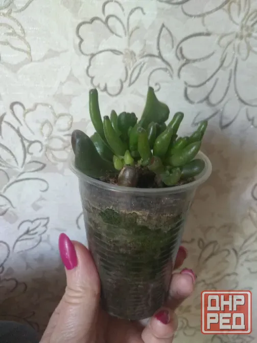 Суккуленты-Красула овато Донецк - изображение 3