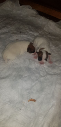 Джек рассел вязка. Мальчик Джек Рассел терьера ищет девочку для вязки Донецк