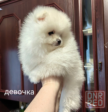 Белый кобель померанского шпица. Вязка. Донецк - изображение 8