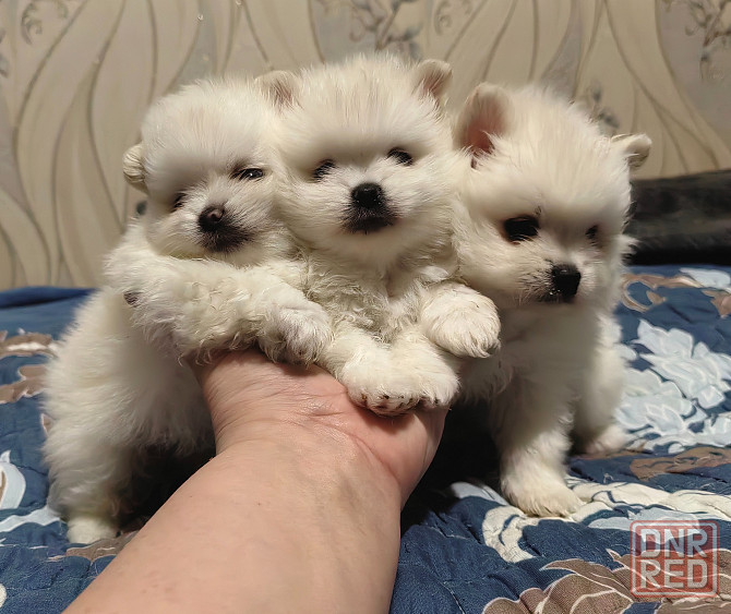 Белый кобель померанского шпица. Вязка. Донецк - изображение 7