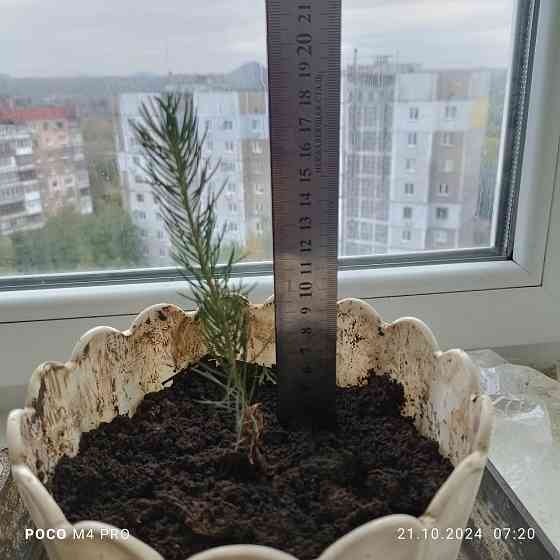 Ель голубая Донецк