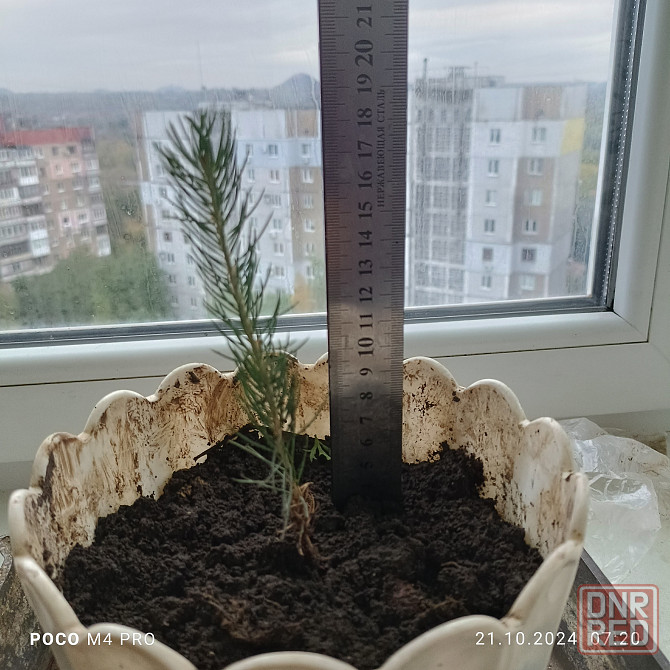 Ель голубая Донецк - изображение 1