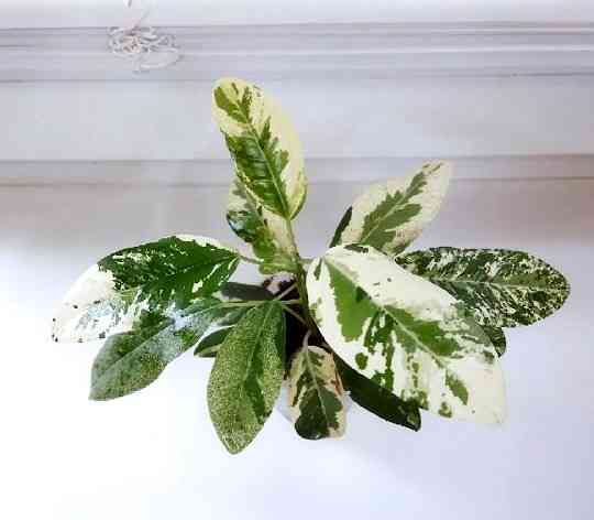 Фикус Макеевка