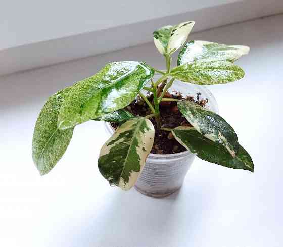 Фикус Макеевка