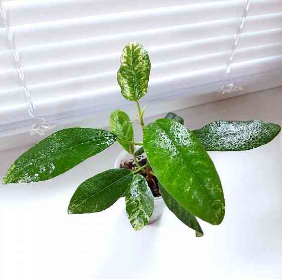 Фикус Макеевка