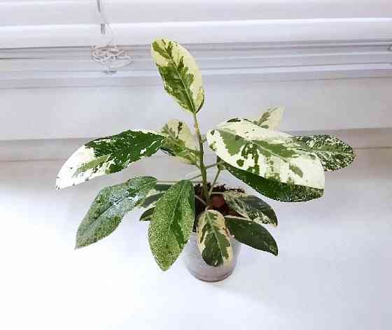 Фикус Макеевка