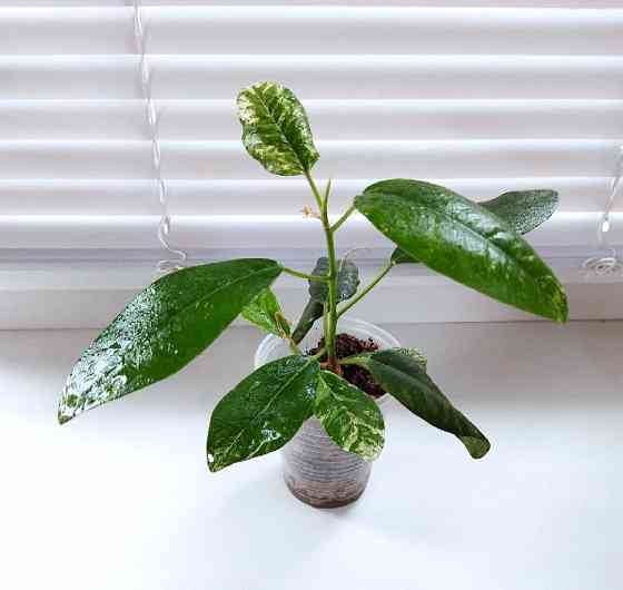 Фикус Макеевка