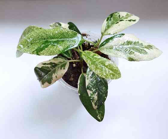 Фикус Макеевка