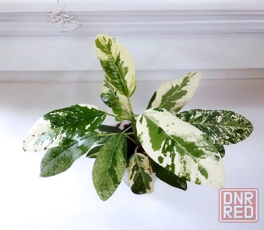 Фикус Макеевка - изображение 2