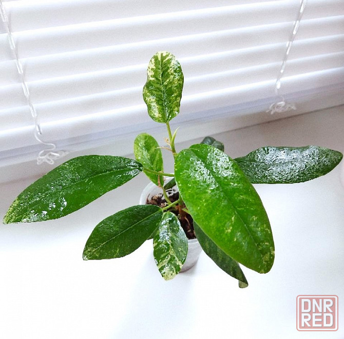 Фикус Макеевка - изображение 5