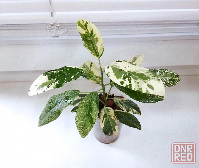 Фикус Макеевка - изображение 3