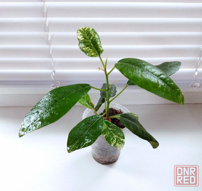 Фикус Макеевка - изображение 4