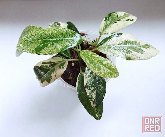 Фикус Макеевка - изображение 2