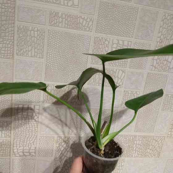 Монстера- молодой отросток, укоренённыей. Донецк