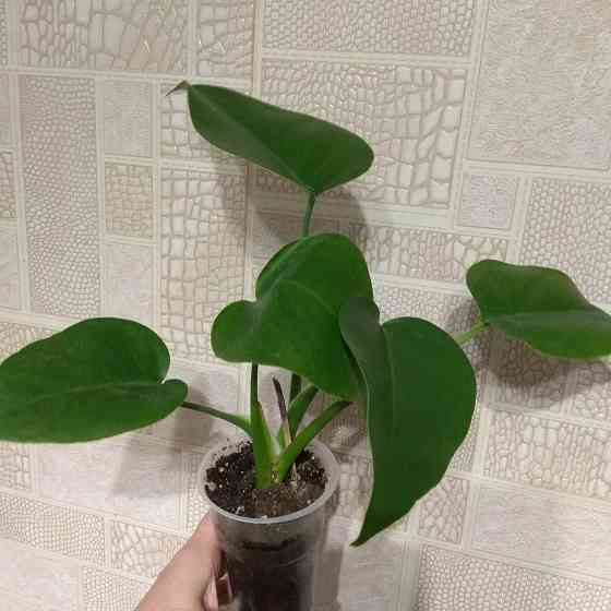 Монстера- молодой отросток, укоренённыей. Донецк