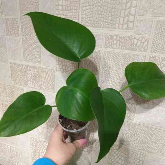 Монстера- молодой отросток, укоренённыей. Донецк