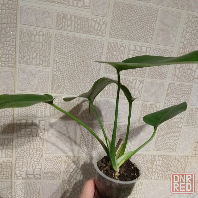 Монстера- молодой отросток, укоренённыей. Донецк - изображение 2