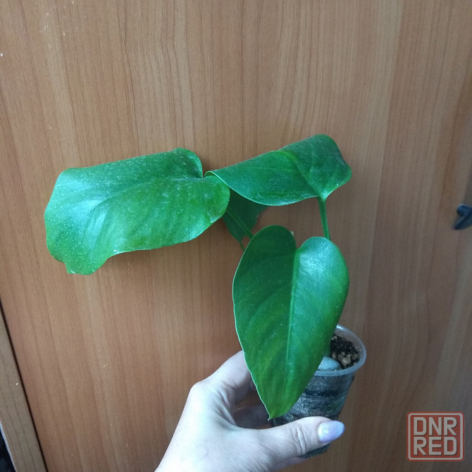 Монстера- молодой отросток, укоренённыей. Донецк - изображение 3