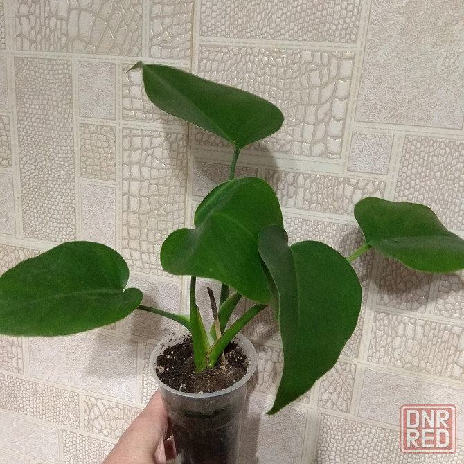 Монстера- молодой отросток, укоренённыей. Донецк - изображение 3