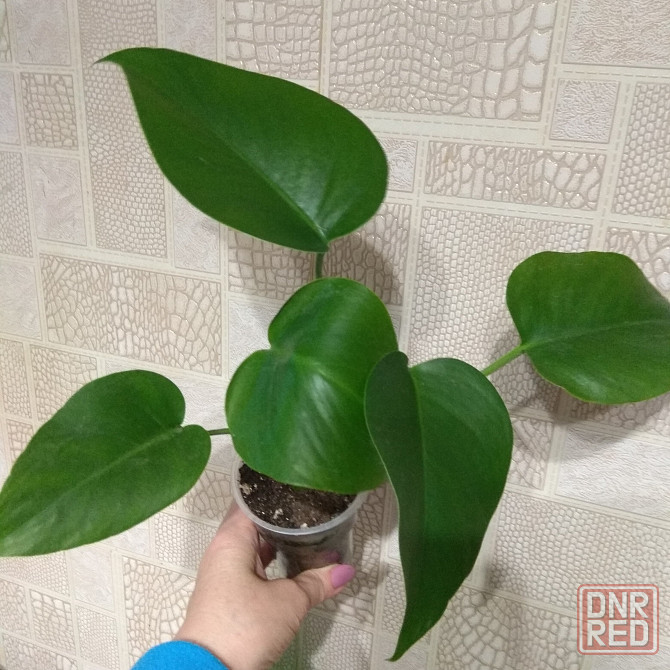 Монстера- молодой отросток, укоренённыей. Донецк - изображение 4