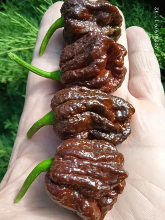 Свежие острые перцы (Скорпион, Хабанеро, Каролина Рипер и др) Донецк